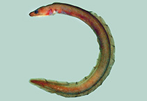 Image of Boehlkenchelys longidentata (Long-toothed false moray)