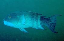 Image of Bodianus macrognathos (Giant hogfish)