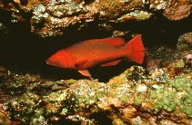 Image of Bodianus scrofa (Barred hogfish)