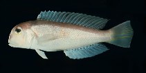 Image of Branchiostegus japonicus (Horsehead tilefish)