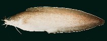 Image of Brotula multibarbata (Goatsbeard brotula)