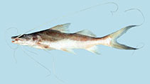Image of Brachyplatystoma vaillantii (Laulao catfish)