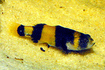 Image of Brachygobius xanthozona (Bumblebee fish)