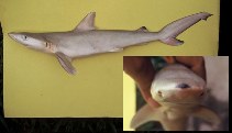 Image of Carcharhinus acronotus (Blacknose shark)