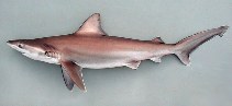Image of Carcharhinus altimus (Bignose shark)