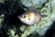 Image of Capros aper (Boarfish)