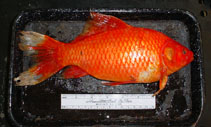 Image of Carassius auratus (Goldfish)