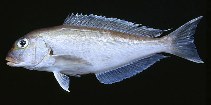 Image of Caulolatilus chrysops (Atlantic goldeneye tilefish)