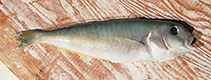 Image of Caulolatilus dooleyi (Bankslope tilefish)