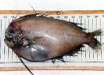 Image of Caristius fasciatus (Greenland manefish)