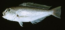 Image of Caulolatilus guppyi (Reticulated tilefish)
