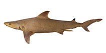 Image of Carcharhinus humani (Human’s whaler shark)