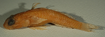 Image of Cabillus macrophthalmus (Bigeye cabillus)