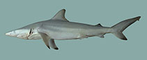 Image of Carcharhinus macloti (Hardnose shark)