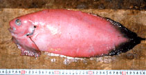 Image of Careproctus melanurus (Blacktail snailfish)