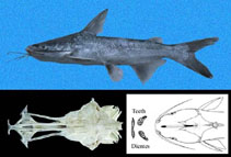 Image of Cathorops multiradiatus (Box sea catfish)