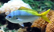 Image of Caesio teres (Yellow and blueback fusilier)