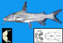 Image of Cathorops tuyra (Besudo sea catfish)