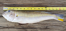 Image of Caulolatilus williamsi (Yellowbar tilefish)