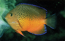 Image of Centropyge ferrugata (Rusty angelfish)