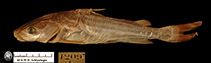 Image of Cephalocassis manillensis 