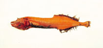 Image of Cetostoma regani (Pink flabby whalefish)