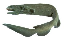 Image of Chlamydoselachus anguineus (Frilled shark)