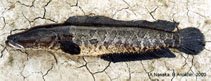 Image of Channa argus (Snakehead)