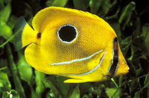Image of Chaetodon bennetti (Bluelashed butterflyfish)