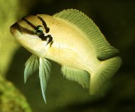Image of Chalinochromis brichardi 
