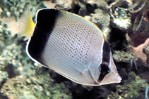 Image of Chaetodon dolosus (African butterflyfish)