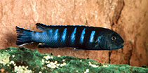 Image of Chindongo elongatus (Elongate mbuna)