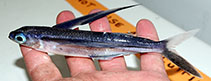 Image of Cheilopogon exsiliens (Bandwing flyingfish)
