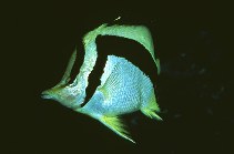 Image of Prognathodes falcifer (Scythemarked butterflyfish)
