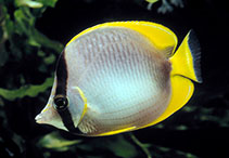 Image of Chaetodon leucopleura (Somali butterflyfish)