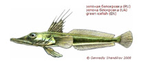 Image of Channichthys mithridatis (Green icefish)