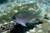 Image of Chromis scotti (Purple reeffish)