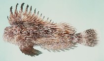 Image of Choridactylus striatus 
