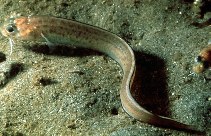 Image of Chilara taylori (Spotted cusk-eel)