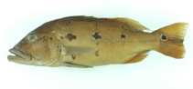 Image of Cichla thyrorus 