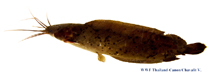 Image of Clarias meladerma (Blackskin catfish)