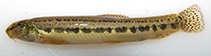 Image of Cobitis avicennae (Zagros spined loach)
