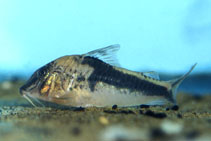 Image of Corydoras coriatae 