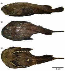 Image of Cottunculus granulosus (Fathead)