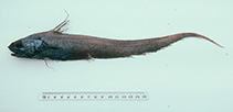Image of Coryphaenoides grahami (Graham\