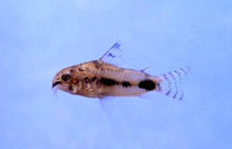 Image of Corydoras habrosus (Salt and Pepper catfish)