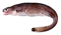 Image of Coloconger maculatus (Caudal-spot short-tail eel)