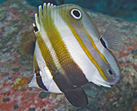 Image of Coradion melanopus (Twospot coralfish)