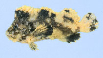 Image of Cocotropus microps (Patchwork velvetfish)