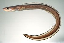 Image of Conger myriaster (Whitespotted conger)
